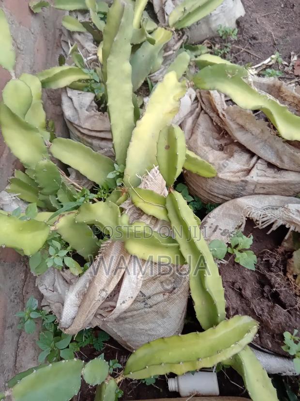 Dragon Fruits - thumbnail 3