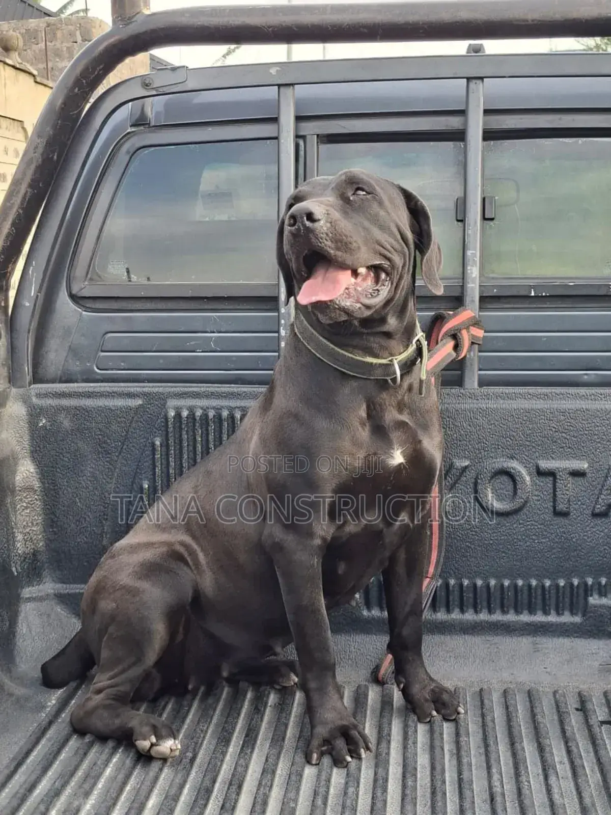 1-3 months Female Purebred Boerboel