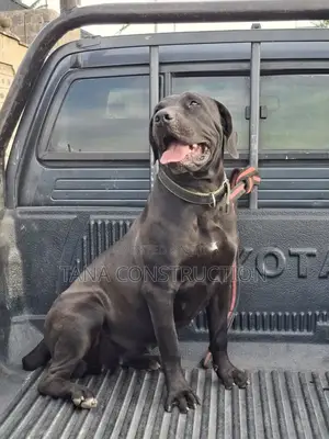 1-3 months Female Purebred Boerboel