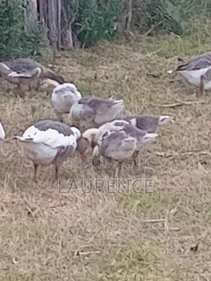 Two(2)Months Old Goose - thumbnail 2