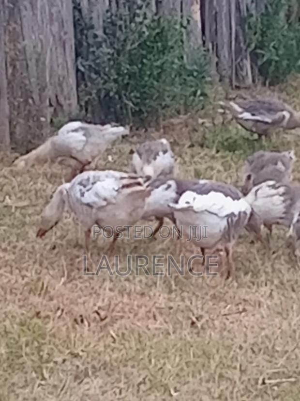 Two(2)Months Old Goose - thumbnail 3