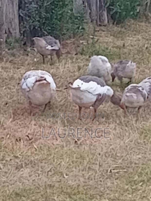 Two(2)Months Old Goose - thumbnail 4