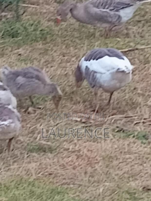 Two(2)Months Old Goose - thumbnail 5