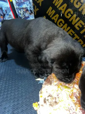 1-3 months Female Purebred Boerboel