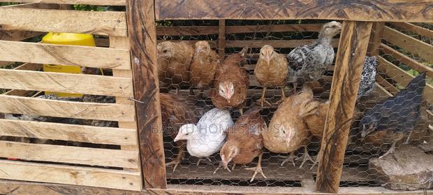 7 Week Old Kienyeji Chicks - main view
