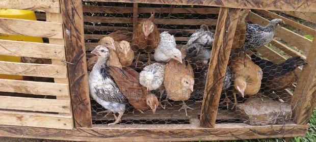 7 Week Old Kienyeji Chicks - thumbnail 2