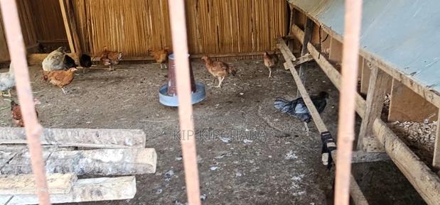 3bdrm Bungalow in Chepkoilel, Kimumu for sale - thumbnail 9