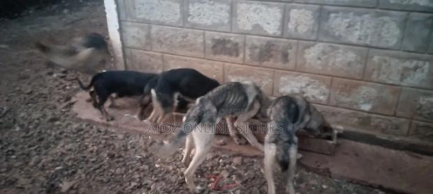 3-6 months Female Purebred German Shepherd