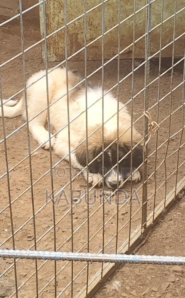 1-3 months Male Purebred Caucasian Shepherd - thumbnail 3