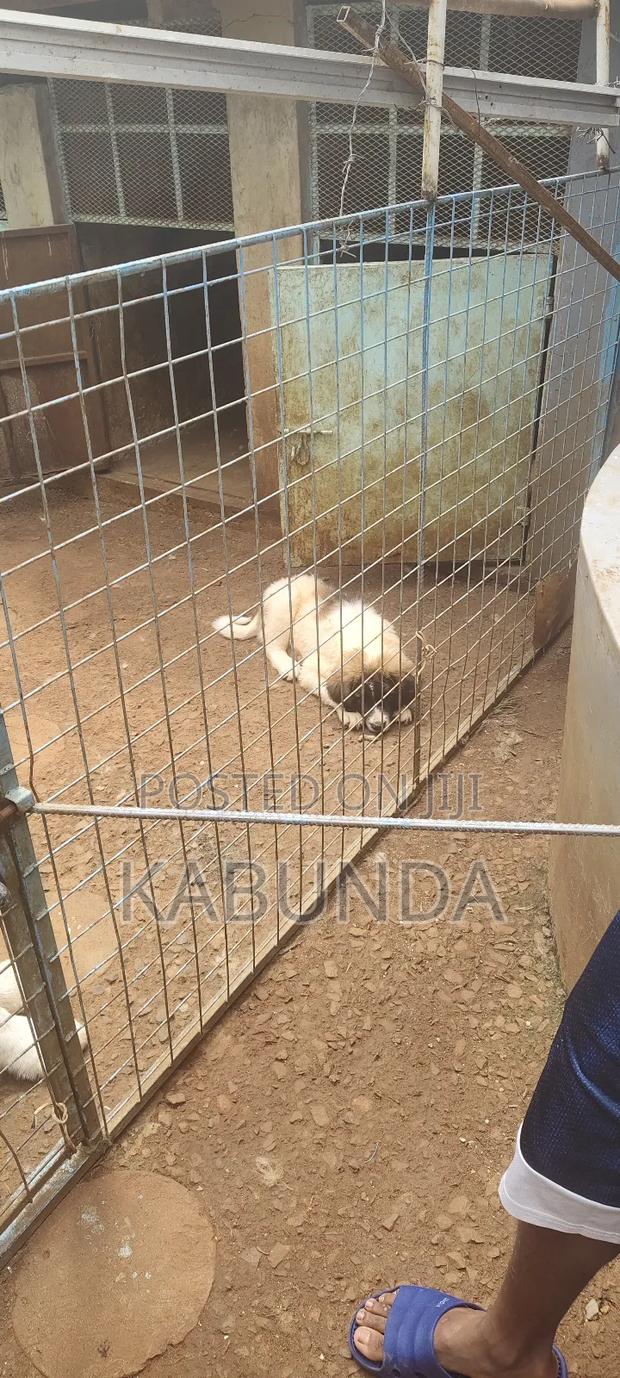 1-3 months Male Purebred Caucasian Shepherd - thumbnail 4