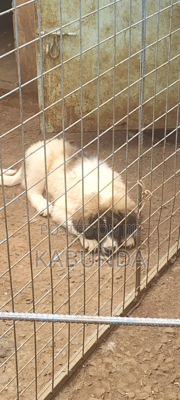 1-3 months Male Purebred Caucasian Shepherd - thumbnail 5
