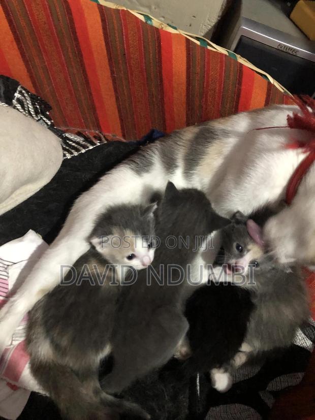 0-1 month Female Mixed Breed Persian