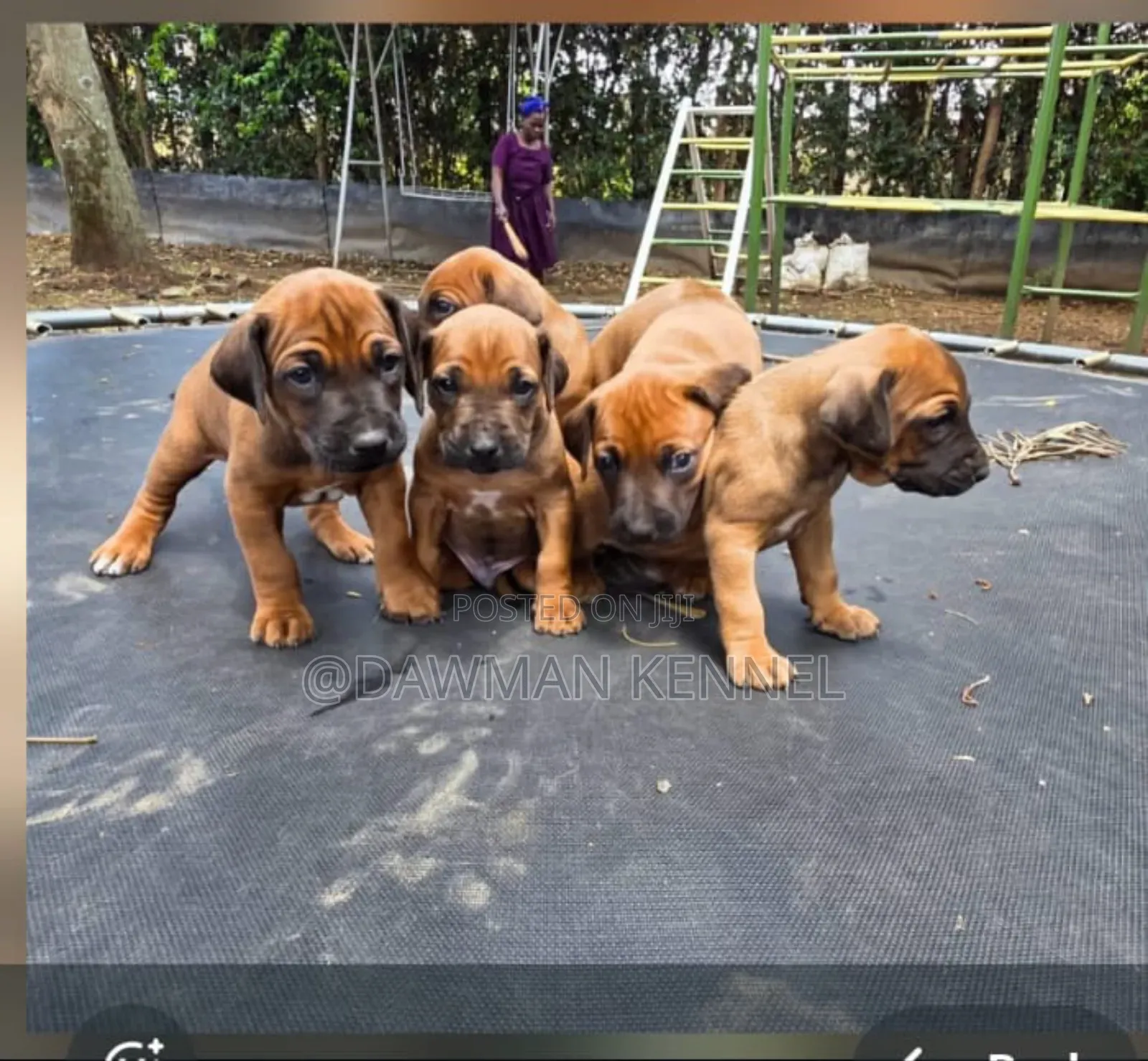 1-3 months Male Purebred Rhodesian Ridgeback