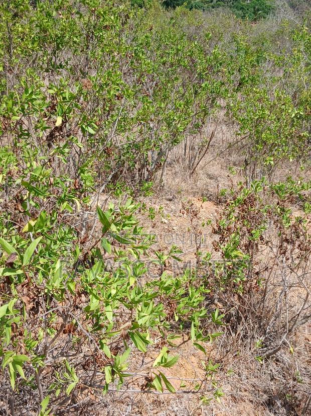 5 Acres Forsale in Kilifi Near Mnarani Secondary School. - thumbnail 6