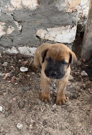 1-3 months Female Purebred Boerboel