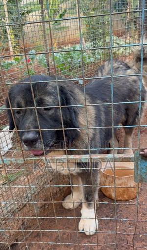 1-3 months Male Purebred Caucasian Shepherd - thumbnail 2