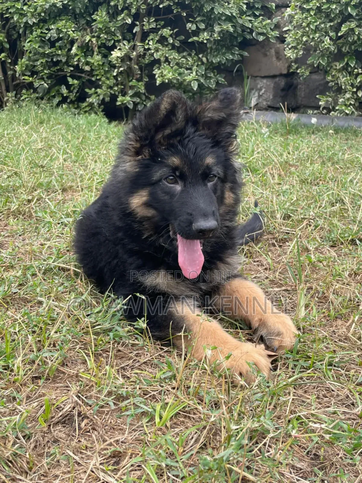 1-3 months Male Purebred German Shepherd