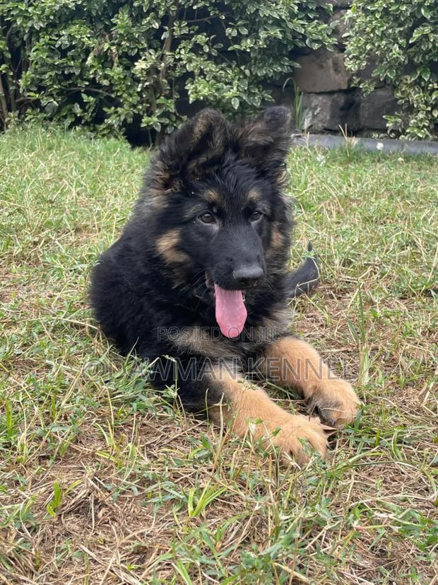 1-3 months Male Purebred German Shepherd