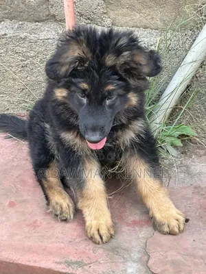 1-3 months Female Purebred German Shepherd