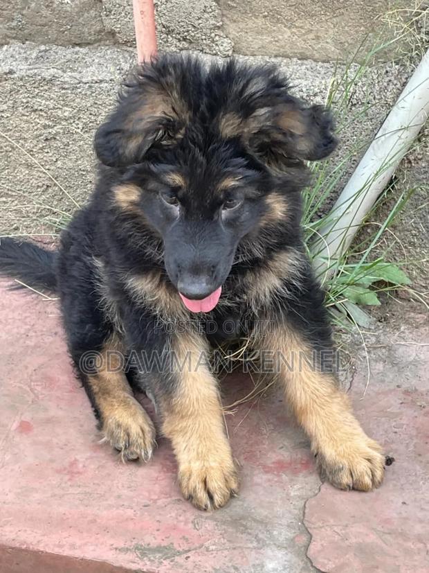 1-3 months Female Purebred German Shepherd - main view