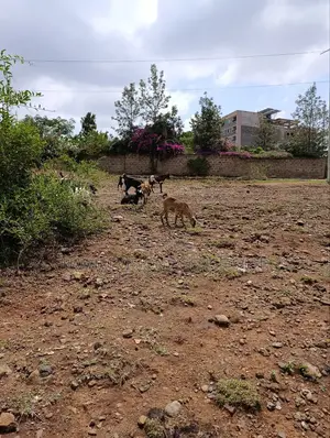 3 Acres Plot for Sale in Chokaa, Hurlingham