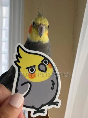 Cockatiels Parrot - thumbnail 2