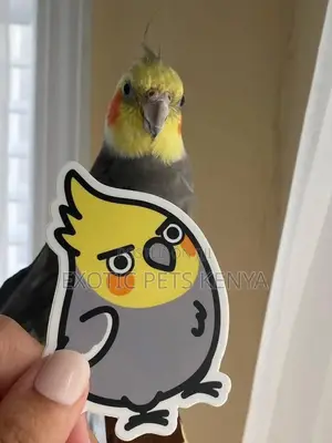 Cockatiels Parrot