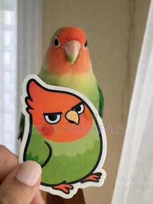 Unique Lovebirds - thumbnail 2