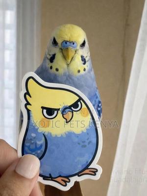 Parakeet Birds - thumbnail 2