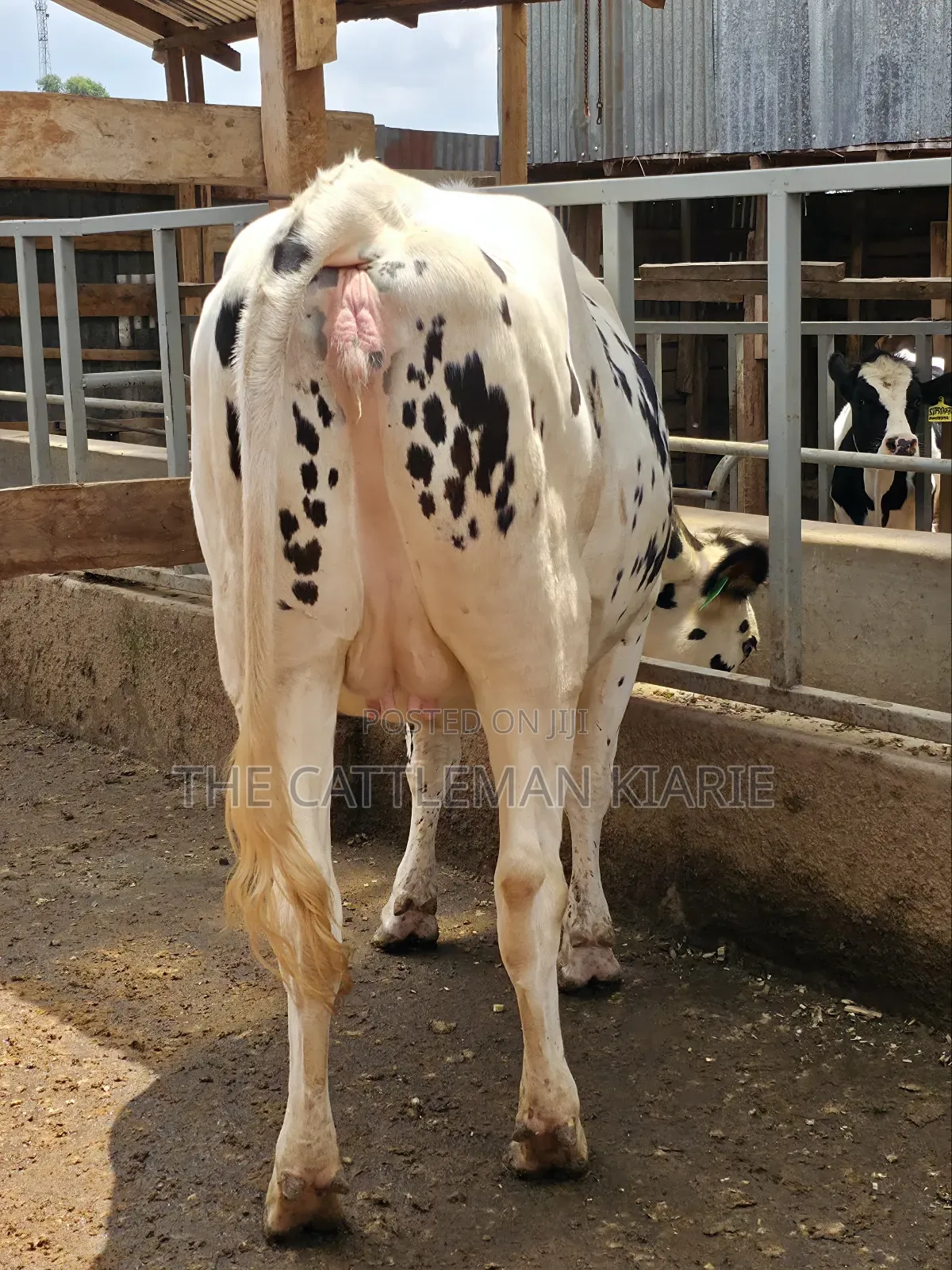 Holstein Heifer for Sale