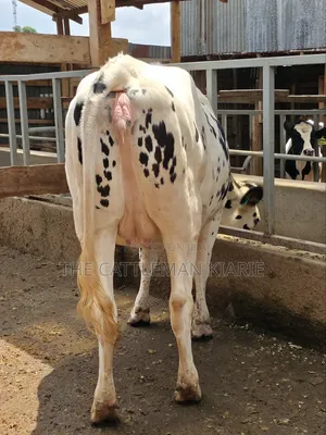 Holstein Heifer for Sale