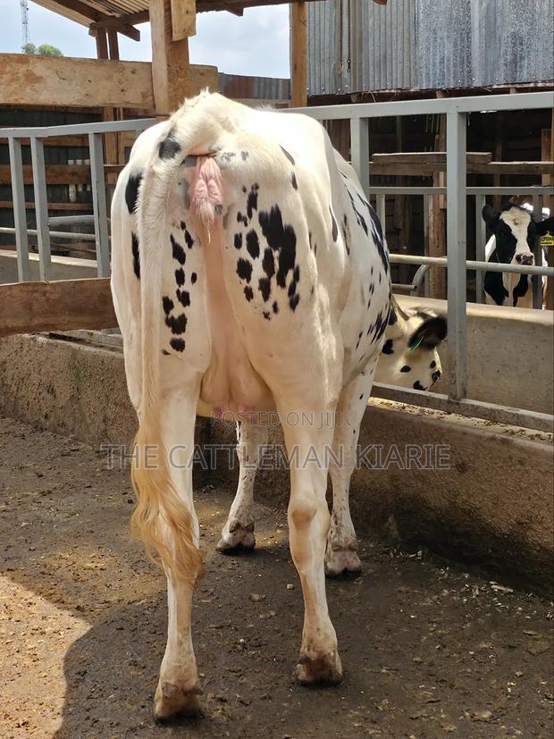 Holstein Heifer for Sale - main view