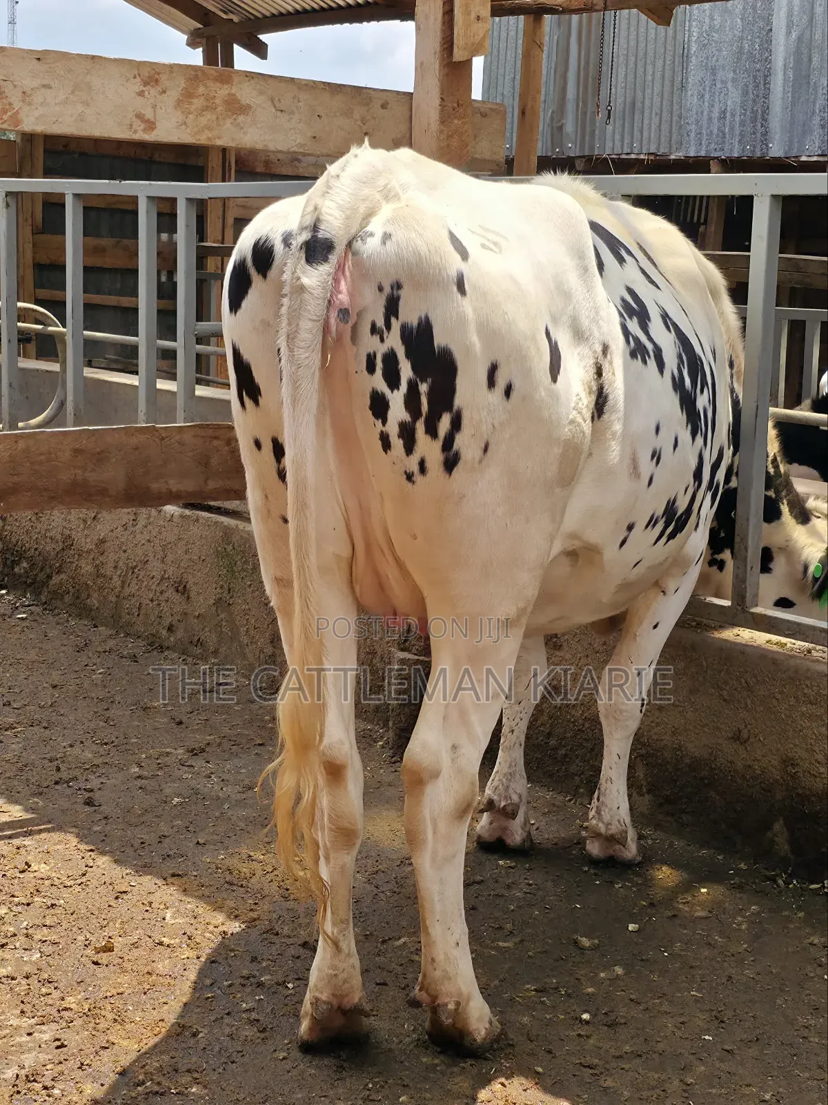 Holstein Heifer for Sale