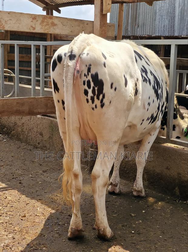 Holstein Heifer for Sale - thumbnail 3