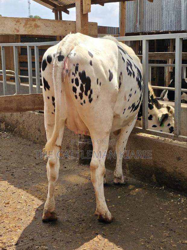 Holstein Heifer for Sale - thumbnail 4