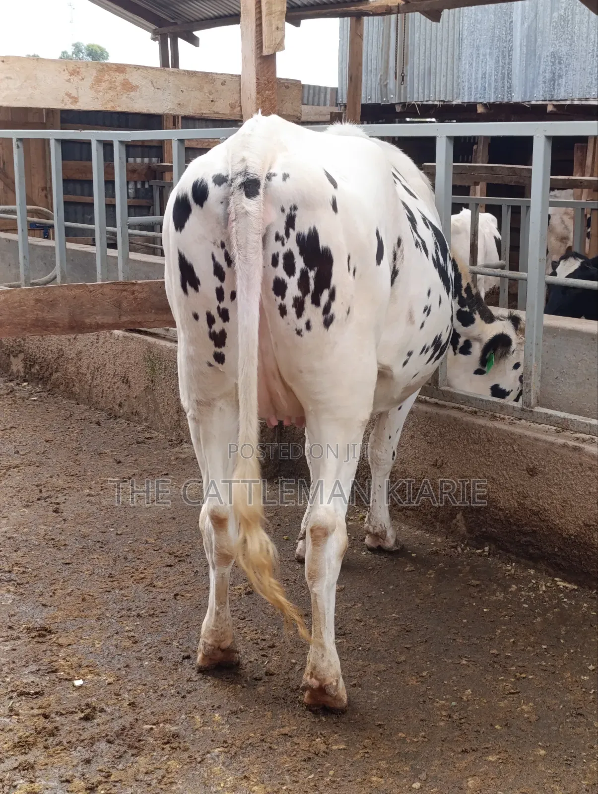 Holstein Heifer for Sale