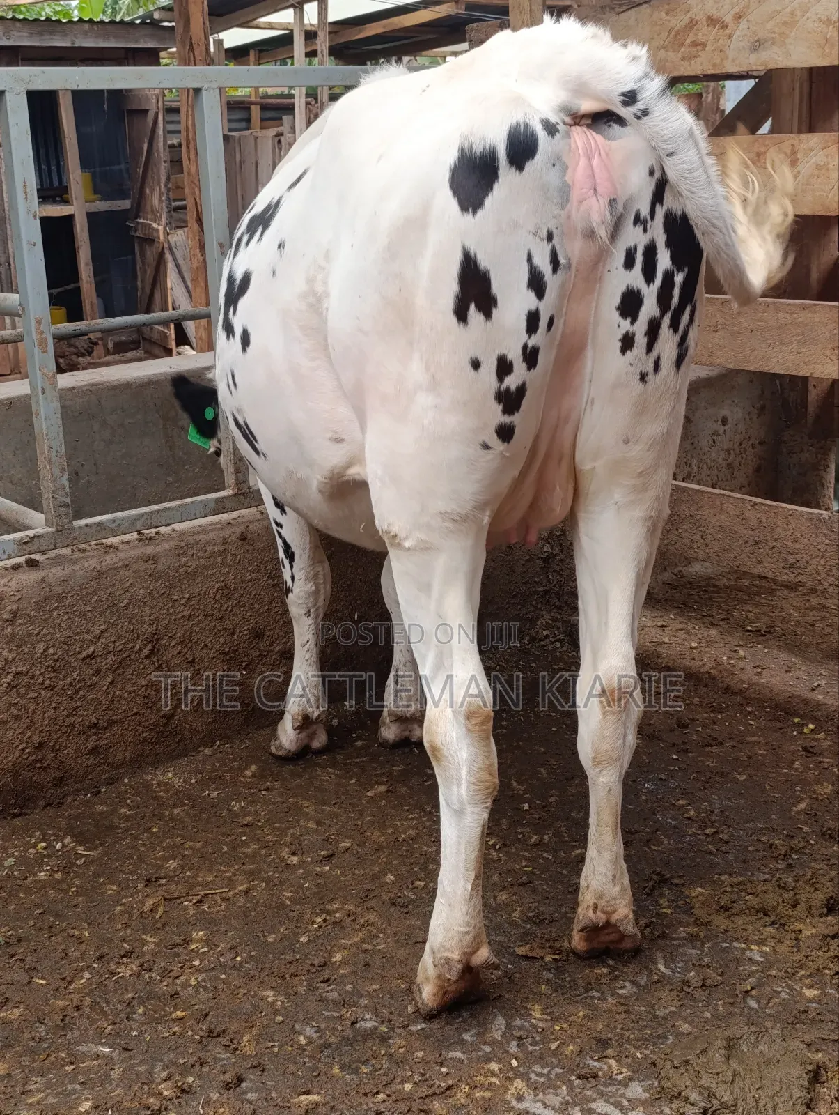 Holstein Heifer for Sale