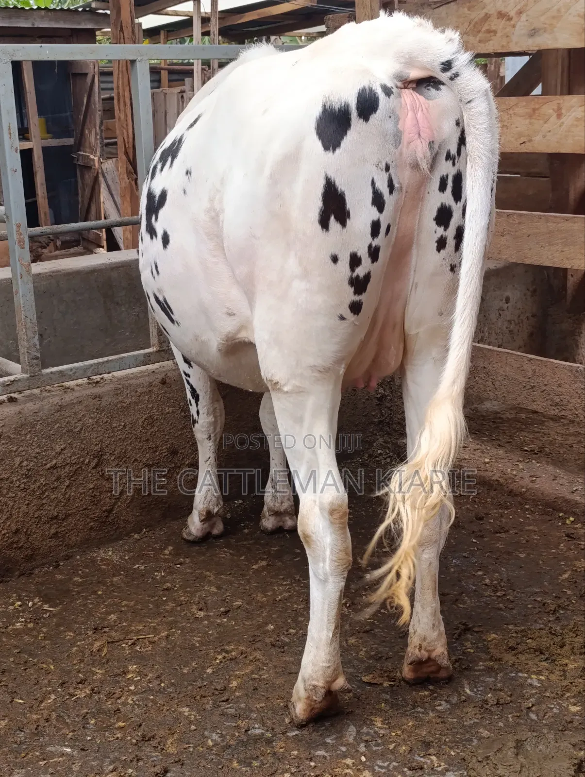 Holstein Heifer for Sale