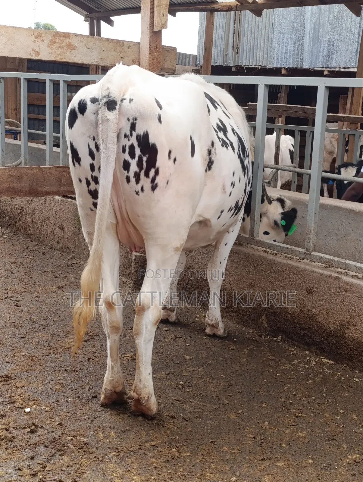 Holstein Heifer for Sale