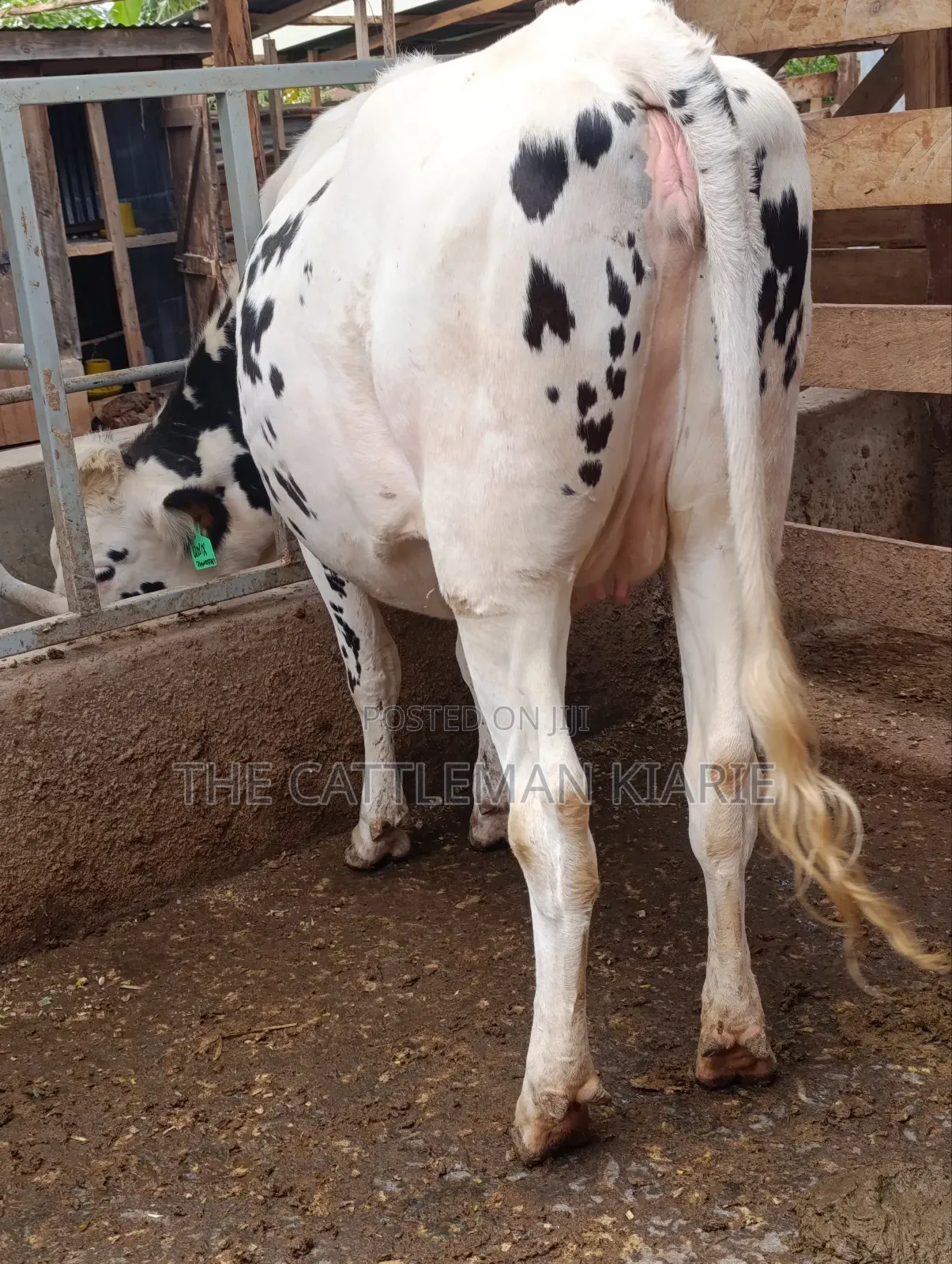 Holstein Heifer for Sale