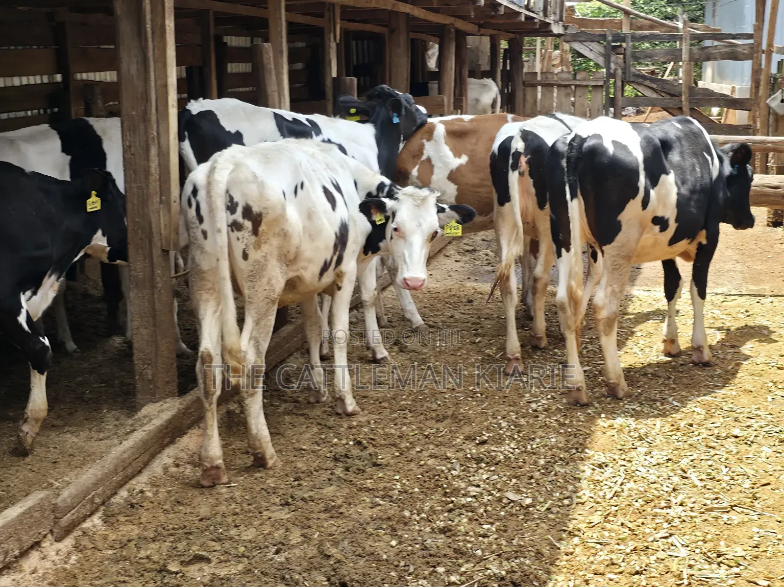 Holstein Heifer for Sale