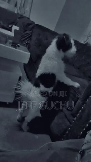 3-6 months Male Purebred Maltese - main view