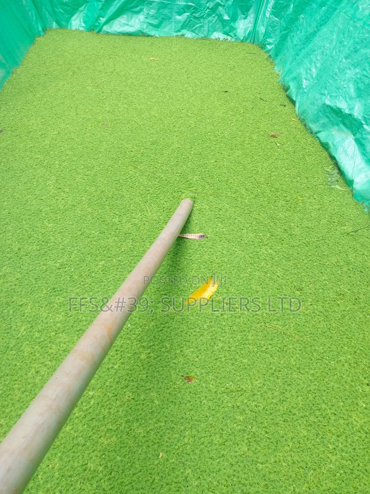 Azolla Pinnata Seedlings