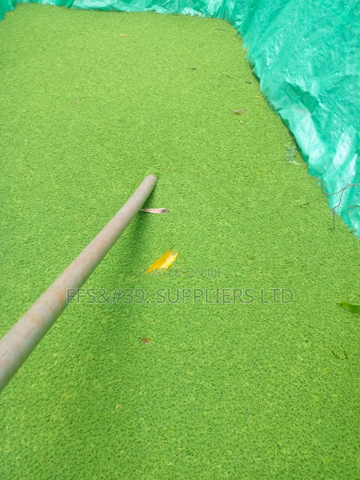 Azolla Pinnata Seedlings