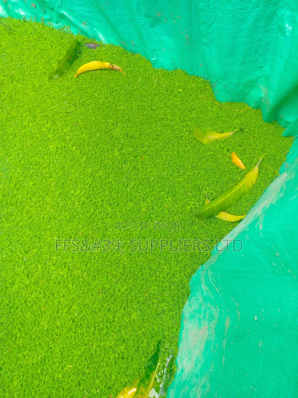 Azolla Pinnata Seedlings