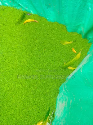 Azolla Pinnata Seedlings