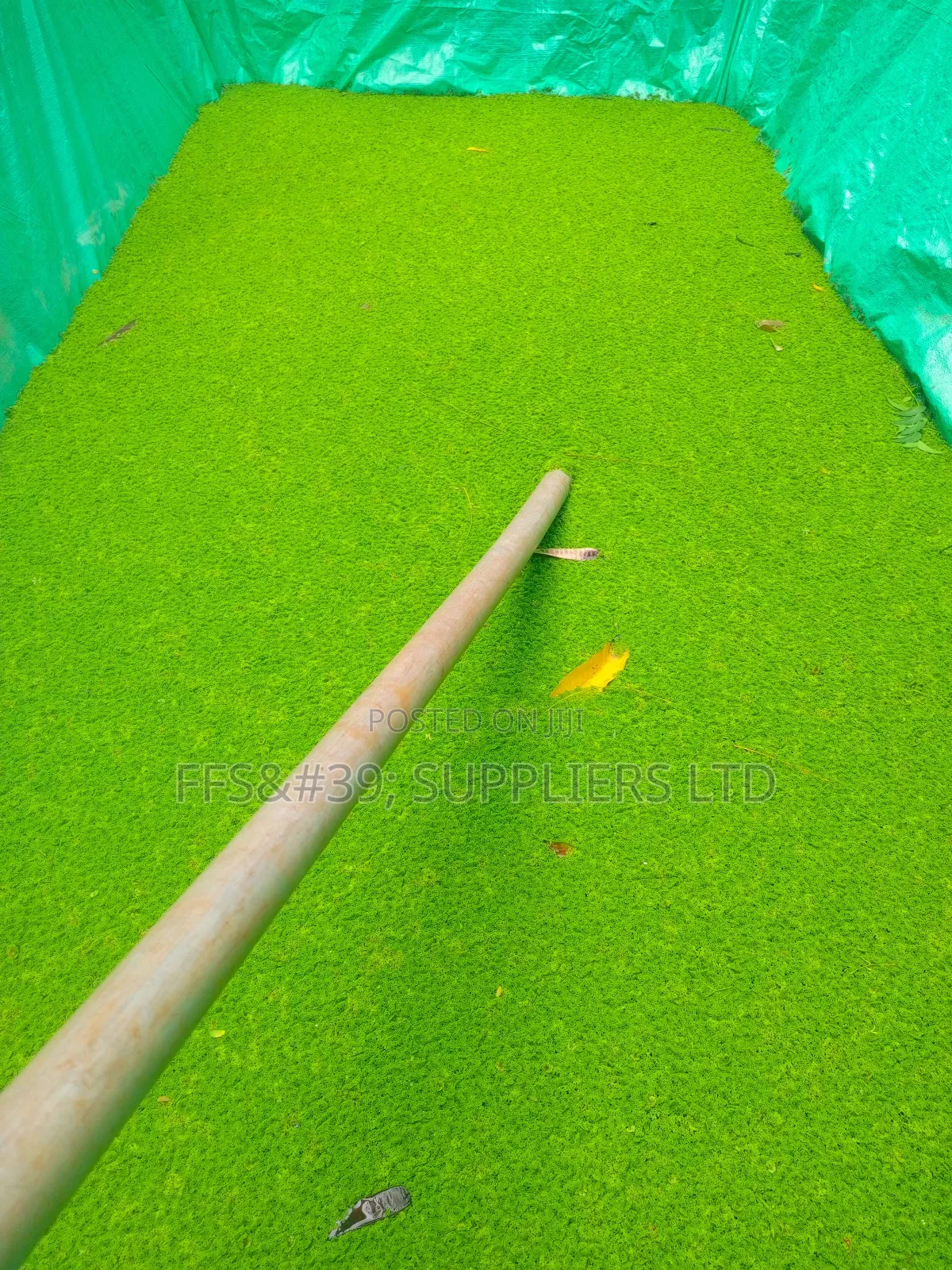 Azolla Pinnata Seedlings