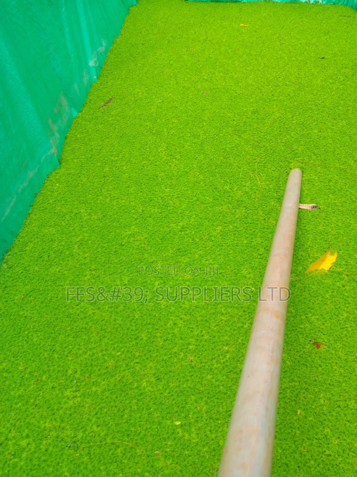 Azolla Pinnata Seedlings