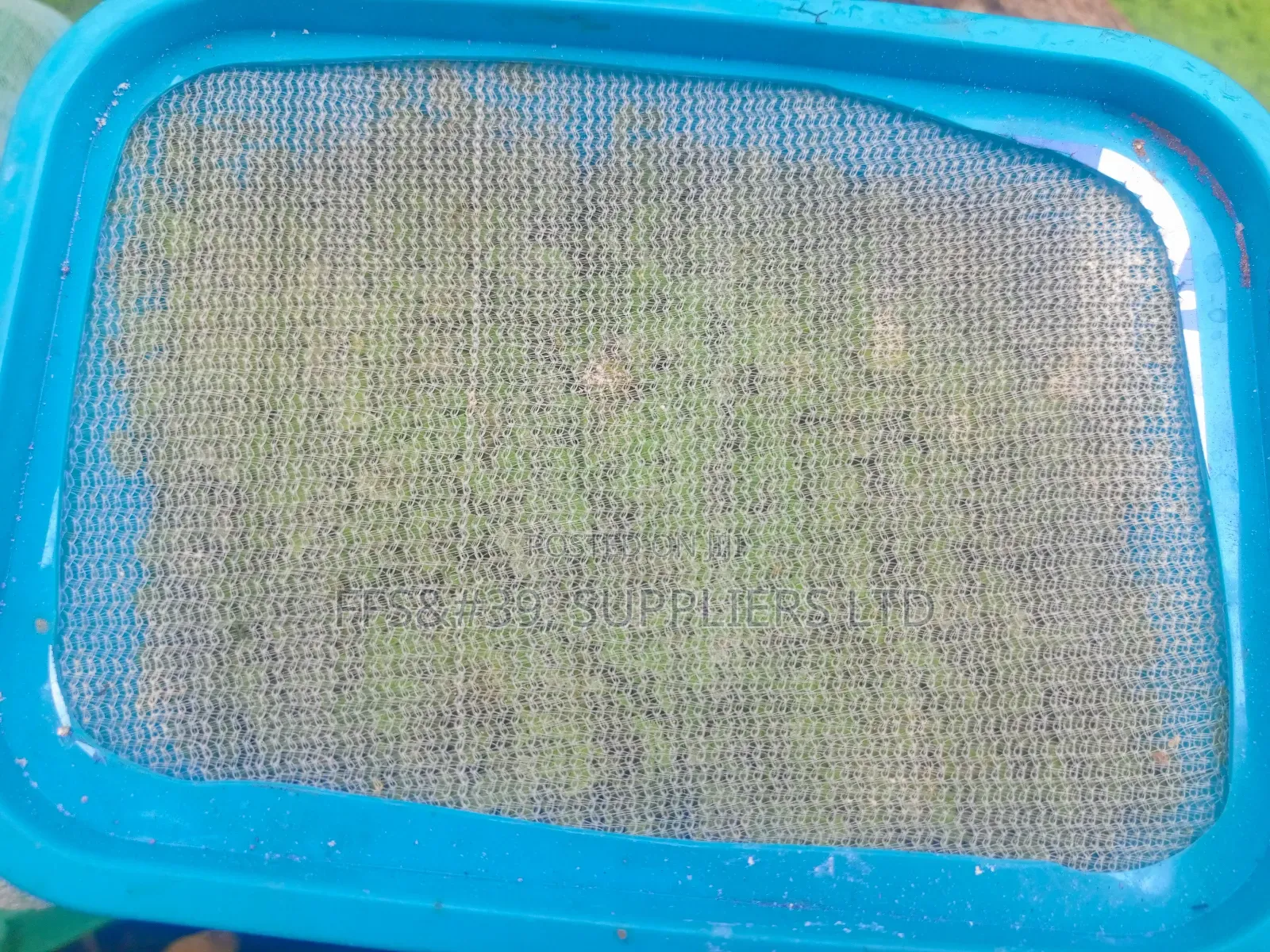 Azolla Pinnata Seedlings