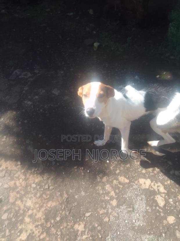 1+ year Male Purebred Jack Russell Terrier - thumbnail 3